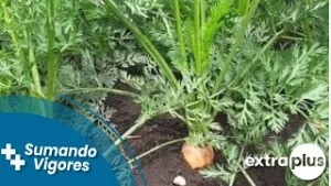 ¿Cómo saber si estás consumiendo alimentos de calidad?