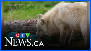Timber, Olive, Cedar: Meet Edmonton’s new arctic wolf pups