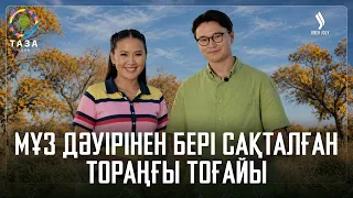 Мұз дәуірінен бері сақталған Тораңғы тоғайы | Таза қала