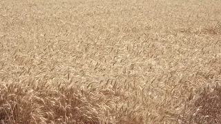 Žetva završena, zrno odličnog kvaliteta