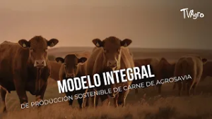Modelo integral de producción sostenible de carne de Agrosavia - TvAgro por Juan Gonzalo Angel