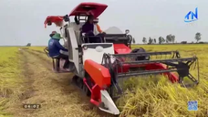 Hưng Điền: Tín hiệu vui từ vụ lúa Đông Xuân 2025 – 2026