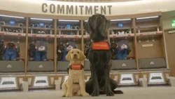 The Colorado Avalanche's new team dog needs a name