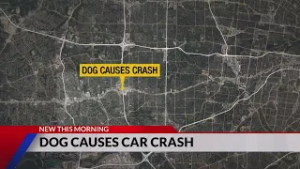 Dog causes crash on I-270 south; several injured