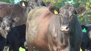 Concerns arise as the Trump administration is allowing more imported beef into the U.S. for 90 days