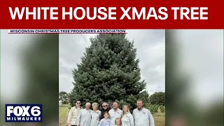Wisconsin pine selected as White House Christmas tree | FOX6 News Milwaukee