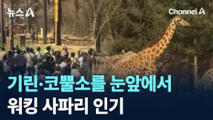 기린·코뿔소를 눈앞에서…워킹 사파리 인기 / 채널A / 뉴스A