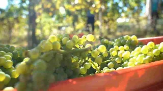 Record heat, harvest underway in Oltrepò Pavese: it starts on July 28th in Oliva Gessi