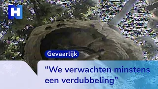 Asian hornet on the rise in North Holland: more and more nests found