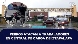 Workers at the East Cargo Terminal in Iztapalapa report dog attacks