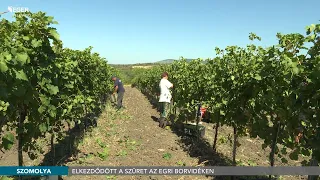 Elkezdődött a szüret az Egri Borvidéken - 2026.08.15.