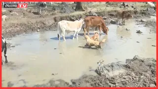 Rũũĩ rwa kĩamariga kũhũa