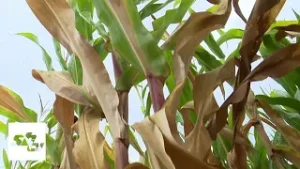 SBTV - DNEVNIK - POTPORE U POLJOPRIVEDI DO PROLJETNE SJETVE - 04.02.2026.