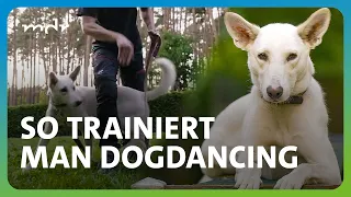 Energie ins Training lenken: Tierheimhund lernt Tanzen | Tierisch tierisch | MDR