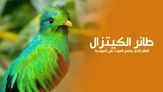 The Bird That Kills Itself If Caged! | Terrifying Secrets of the Quetzal | Quest Arabiya