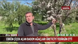 Erken çiçek açan badem ağaçları üreticiyi tedirgin etti