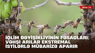 İqlim dəyişikliyinin fəsadları: Vəhşi arılar ekstremal istilərlə mübarizə aparır