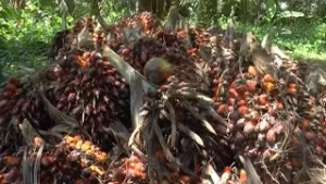 HUILE VÉGÉTALE ET SAVON : LA MENACE D’UNE HAUSSE DES PRIX AU CAMEROUN