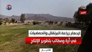 Shabwa | An Area Expands Orange and Citrus Farming... and Calls for Support for Farmers