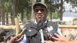 Animal traction in Tete: Tsangano producers receive teams of cattle