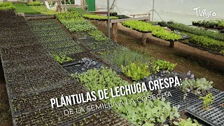 Crisp lettuce seedlings: from seed to harvest - TvAgro by Juan Gonzalo Angel