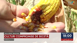 08/18 COMPROMISED CROPS August 18