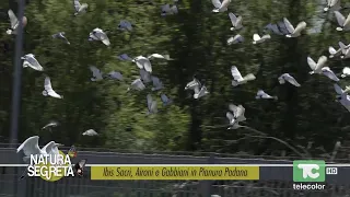 Natura segreta: ibis sacri, aironi e gabbiani in Pianura Padana