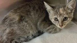 Cat trapped in car grille rescued at Iowa coffee drive-through