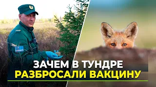 Predators in Yamal are being vaccinated in an unusual way