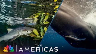 Tom Hanks Introduces Two Deeply Different Sea BABIES | The Americas | NBC