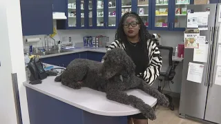 How to keep your pets safe and comfortable on the Fourth of July