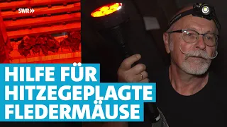 Südpfälzer hilft Fledermäusen mit Kälteglocke durch die Hitze