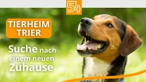 Tierheim Trier: Viele Tiere, wenig Platz