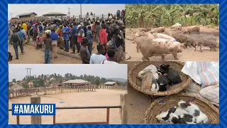 RUHANGO: ABATURAGE BARAKARIYE #UBUYOBOZI BWABAHOMBEJE BUKAREMUZA #ISOKO RY'AMATUNGO KUBERA #UBUGANGA
