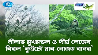 নীলাভ মুখমণ্ডল ও দীর্ঘ লেজের বিরল ‘কুইচৌ স্নাব নোজড বানর’| Biggan O Prokriti