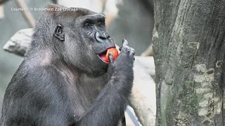 Two long-time Brookfield Zoo Chicago gorillas set to leave for another facility
