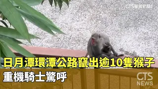Over 10 Monkeys Emerge on Sun Moon Lake Lakeside Road, Motorcyclists Exclaim in Surprise | CTS Ne...