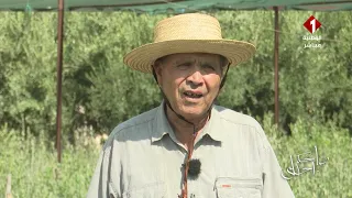 A Tunisian Story: Ahmed Grouri, an agricultural investor in olive tree nurseries