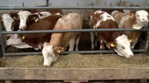 Mljekari iz ZDK-a izborili povećanje premija i nastavak otkupa