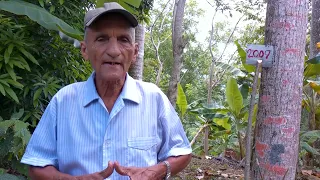 Baracoa Centennial Cedar
