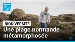 Biodiversité : quand une plage normande raconte l'effondrement du vivant • FRANCE 24