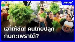 Let's Be Clear! Can Thais Grow and Eat Holy Basil? | Khem Khao Kham Spotlight | 10/23/69