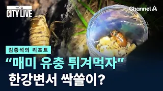 [Kim Jong-seok's Report] “Let’s Fry and Eat Cicada Larvae”… Sweeping Them Up Along the Han River?...