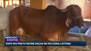 Expo Rio Preto gathers breeds and highlights dairy farming
