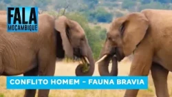 Elephant attacks on agricultural fields alarm the population of Manica #Environment @MiramarNews