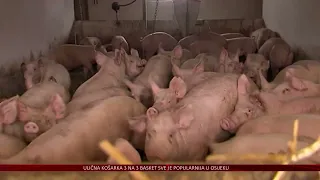 Situacija s afričkom svinjskom kugom povoljnija – popuštaju ograničenja