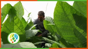 Planean en Consolación del Sur llegar a las 2 mil hectáreas sembradas de tabaco