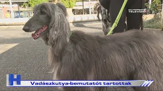 Vadászkutya-bemutatót tartottak – ZTV Híradó 2026-09-07