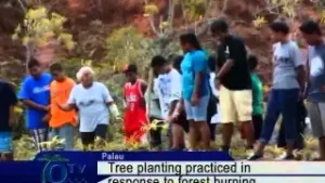 Tree Planting Practiced In Response To Forest Burning