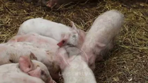 PROPONEN NUEVA NORMATIVA PARA REGULAR SERVICIOS VINCULADOS A ANIMALES EN CUENCA